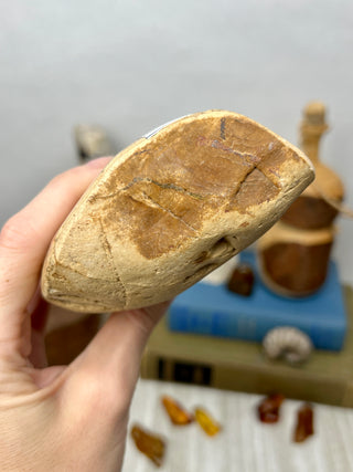 Petrified Wood Raw Display Piece