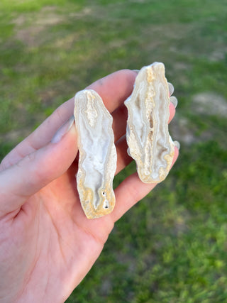 Fossil Agatized Coral Collectors Pair | Tampa Bay, Florida