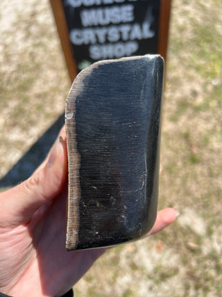 Black Petrified Wood Raw Display Piece
