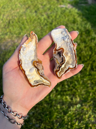Fossil Agatized Coral Collectors Pair | Tampa Bay, Florida