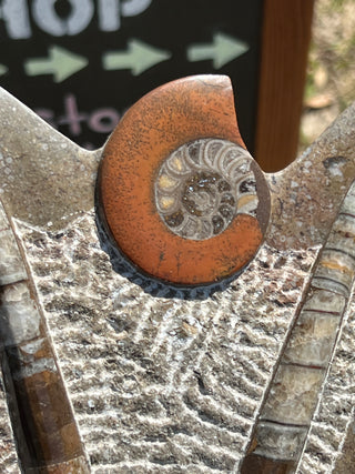 Ammonite & Orthoceras Fossil Statue