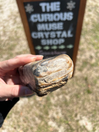 Black and Tan Petrified Wood Raw Display Piece