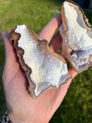 Fossil Agatized Coral Collectors Pair | Tampa Bay, Florida