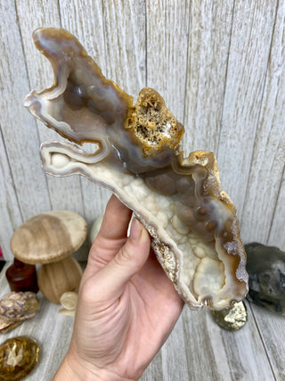 Fossil Agatized Coral Collectors Pair | Tampa Bay, Florida from Curious Muse Crystals Tagged with fine mineral, florida, fossil, Fossil Coral, hide-notify-btn, high grade, orange, raw, red, Tampa Bay, USA, white