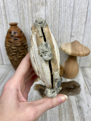 Fossil Clam with Calcite | Fort Drum, Florida from Curious Muse Crystals Tagged with calcite, clam, fine mineral, florida, fossil, hide-notify-btn, orange, raw, USA