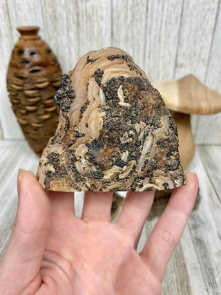 Fossil Ocean Creature with Fantastic Swirls from Curious Muse Crystals Tagged with fine mineral, florida, fossil, Fossil Coral, hide-notify-btn, orange, raw, red, Tampa Bay, USA, white