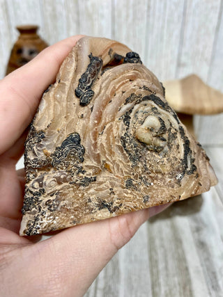 Fossil Ocean Creature with Fantastic Swirls from Curious Muse Crystals Tagged with fine mineral, florida, fossil, Fossil Coral, hide-notify-btn, orange, raw, red, Tampa Bay, USA, white