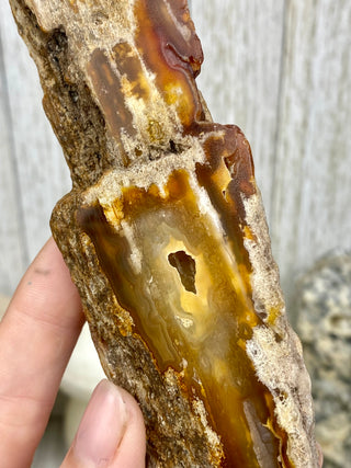 Fossil Agatized Coral | Withlacoochee River, Florida from Curious Muse Crystals Tagged with fine mineral, florida, fossil, Fossil Coral, hide-notify-btn, high grade, orange, raw, red, Tampa Bay, USA, white