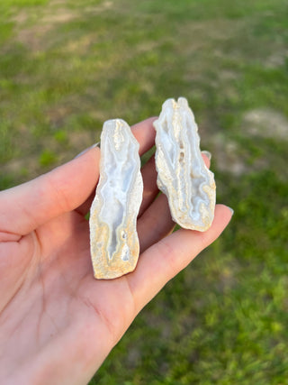 Fossil Agatized Coral Collectors Pair | Tampa Bay, Florida