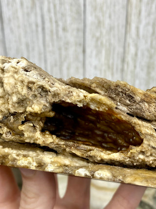 Fossil Agatized Coral | Withlacoochee River, Florida from Curious Muse Crystals Tagged with fine mineral, florida, fossil, Fossil Coral, hide-notify-btn, high grade, orange, raw, red, Tampa Bay, USA, white