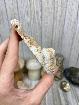 Fossil Agatized Coral | Tampa Bay, Florida from Curious Muse Crystals Tagged with fine mineral, florida, fossil, Fossil Coral, hide-notify-btn, high grade, orange, raw, red, Tampa Bay, USA, white