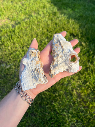 Fossil Agatized Coral Collectors Pair | Tampa Bay, Florida
