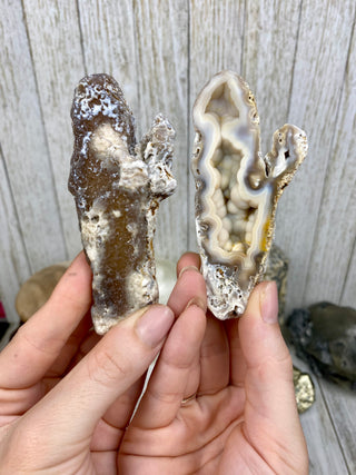 Fossil Agatized Coral Collectors Pair | Tampa Bay, Florida from Curious Muse Crystals Tagged with fine mineral, florida, fossil, Fossil Coral, hide-notify-btn, high grade, orange, raw, red, Tampa Bay, USA, white