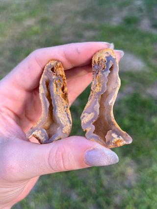 Fossil Agatized Coral Collectors Pair | Tampa Bay, Florida