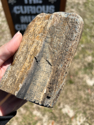 Black Petrified Wood Raw Display Piece