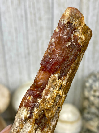 Fossil Agatized Coral | Withlacoochee River, Florida from Curious Muse Crystals Tagged with fine mineral, florida, fossil, Fossil Coral, hide-notify-btn, high grade, orange, raw, red, Tampa Bay, USA, white