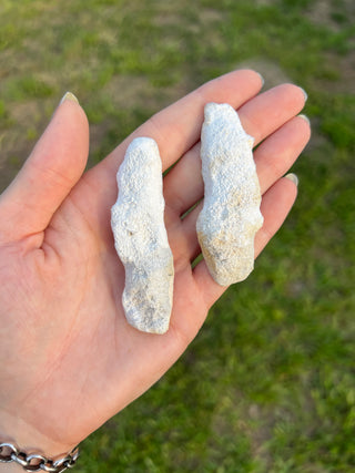 Fossil Agatized Coral Collectors Pair | Tampa Bay, Florida