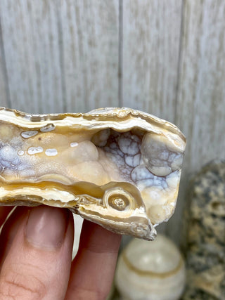 Fossil Agatized Coral | Tampa Bay, Florida from Curious Muse Crystals Tagged with fine mineral, florida, fossil, Fossil Coral, hide-notify-btn, high grade, orange, raw, red, Tampa Bay, USA, white