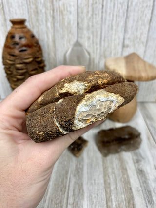 Fossil Ocean Creature Small Pair from Curious Muse Crystals Tagged with fine mineral, florida, fossil, Fossil Coral, hide-notify-btn, orange, raw, red, Tampa Bay, USA, white