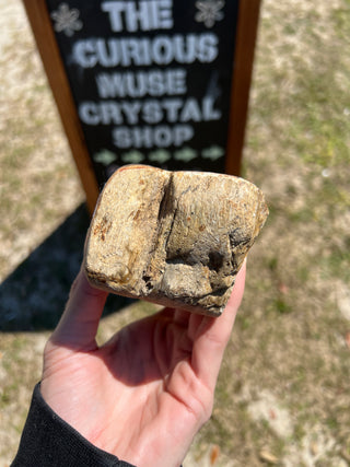 Black and Tan Petrified Wood Raw Display Piece
