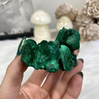 Velvet Malachite Cluster | Fibrous Green Copper Based Crystal from Curious Muse Crystals Tagged with Copper Stone, Crystal Healing, Dark Green Stone, Genuine Crystal, green, Hearth Chakra, hide-notify-btn, Malachite, Manifestation, Mineral Collection, Natural Mineral, Prosperity Wealth, Raw Mineral, Reiki Healing