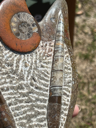 Ammonite & Orthoceras Fossil Statue