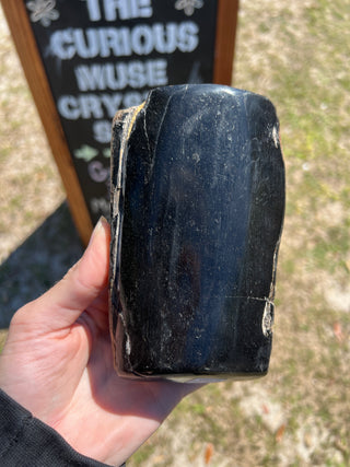 Black Petrified Wood Raw Display Piece