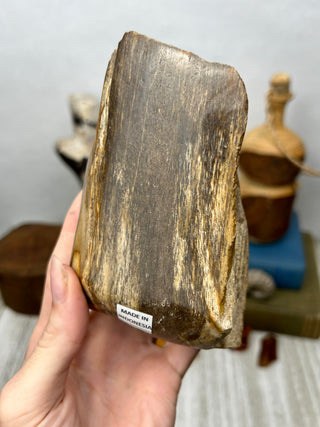 Petrified Wood Raw Display Piece