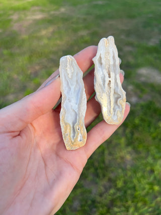 Fossil Agatized Coral Collectors Pair | Tampa Bay, Florida
