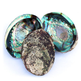 Abalone Shell | Iridescent from Curious Muse Crystals Tagged with abalone, burner, sacred space, smudge