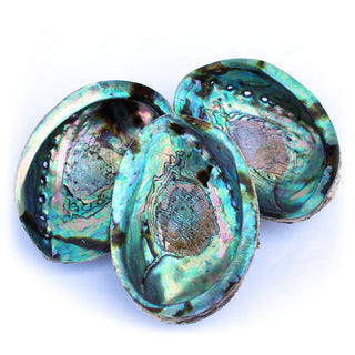 Abalone Shell | Iridescent from Curious Muse Crystals Tagged with abalone, burner, sacred space, smudge