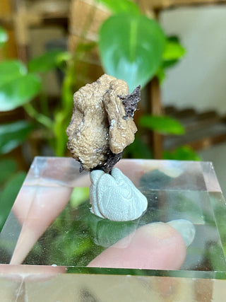 Olmiite on Manganite - Collector Mineral from N'Chwaning Mine, South Africa