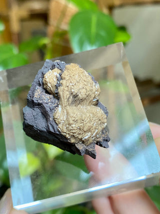 Olmiite on Manganite - Collector Mineral from N'Chwaning Mine, South Africa