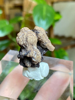 Olmiite on Manganite - Collector Mineral from N'Chwaning Mine, South Africa