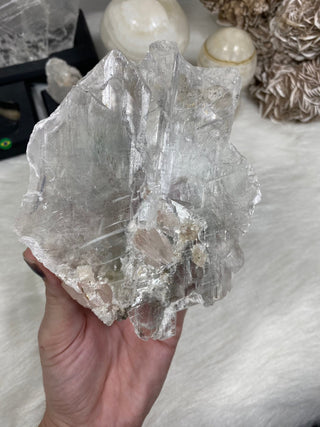 Selenite Raw Specimen Medium on Wood Base | Brazil from Curious Muse Crystals for 150. Tagged with brazil, clear, crystal, hide-notify-btn, on stand, raw mineral, raw selenite, selenite