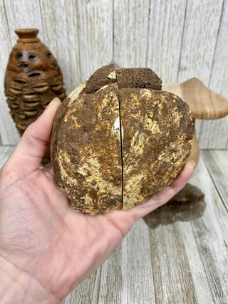 Fossil Ocean Creature Small Pair from Curious Muse Crystals Tagged with florida, Fossil Coral, hide-notify-btn, orange, raw, red, Tampa Bay, USA, white