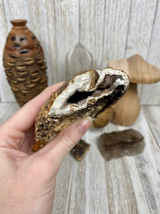 Fossil Ocean Creature Small Pair from Curious Muse Crystals Tagged with florida, Fossil Coral, hide-notify-btn, orange, raw, red, Tampa Bay, USA, white