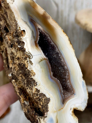 Fossil Coral Small Pair | Tampa, Florida from Curious Muse Crystals Tagged with florida, Fossil Coral, hide-notify-btn, orange, raw, red, Tampa Bay, USA, white