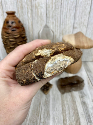 Fossil Ocean Creature Small Pair from Curious Muse Crystals Tagged with florida, Fossil Coral, hide-notify-btn, orange, raw, red, Tampa Bay, USA, white