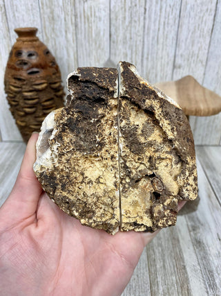 Fossil Ocean Creature Small Pair from Curious Muse Crystals Tagged with florida, Fossil Coral, hide-notify-btn, orange, raw, red, Tampa Bay, USA, white