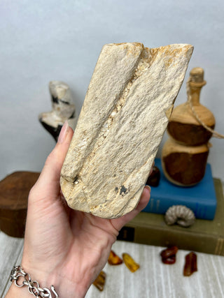 Petrified Wood Raw Display Piece