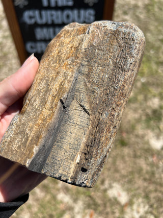 Black Petrified Wood Raw Display Piece
