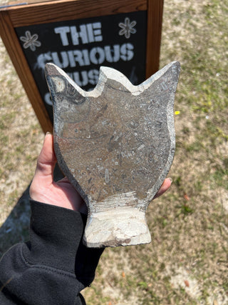 Ammonite & Orthoceras Fossil Statue