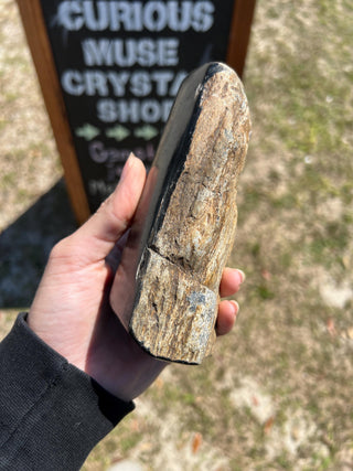 Black Petrified Wood Raw Display Piece