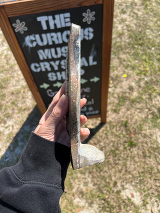 Ammonite & Orthoceras Fossil Statue