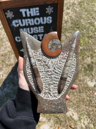 Ammonite & Orthoceras Fossil Statue