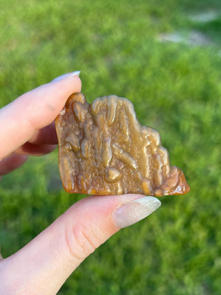 Fossil Agatized Coral Small | Withlacoochee River, Florida