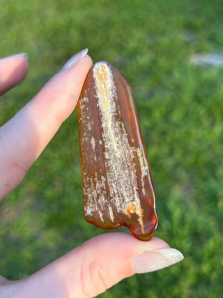 Fossil Agatized Coral Small | Withlacoochee River, Florida