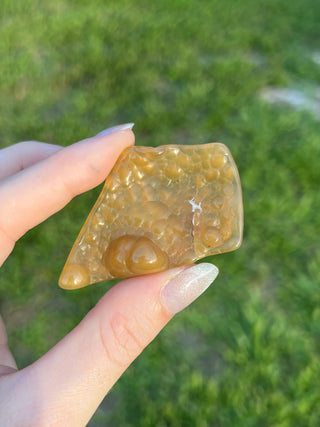 Fossil Agatized Coral Small | Withlacoochee River, Florida