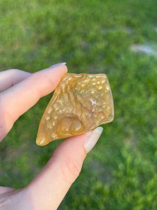 Fossil Agatized Coral Small | Withlacoochee River, Florida
